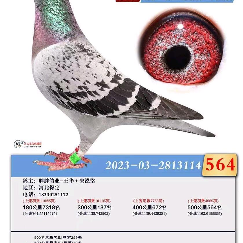 胖胖鸽业