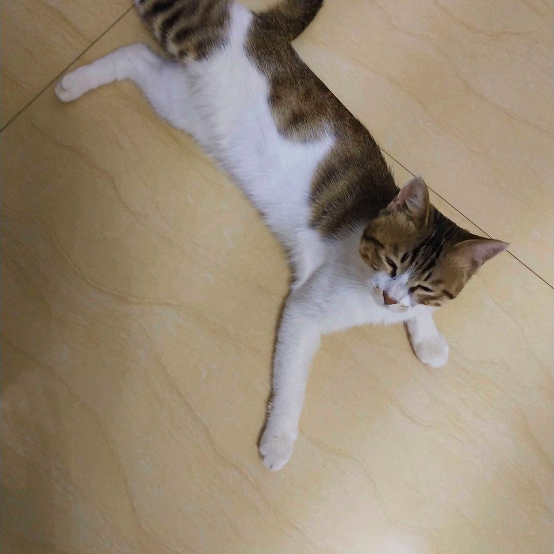 茉莉兰