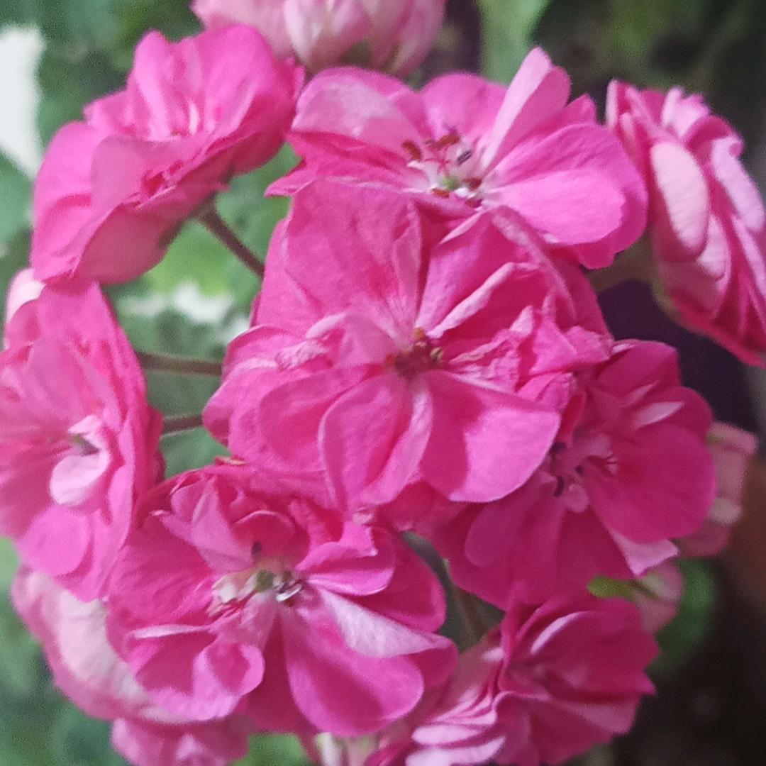 默默奶奶！连赞拉黑