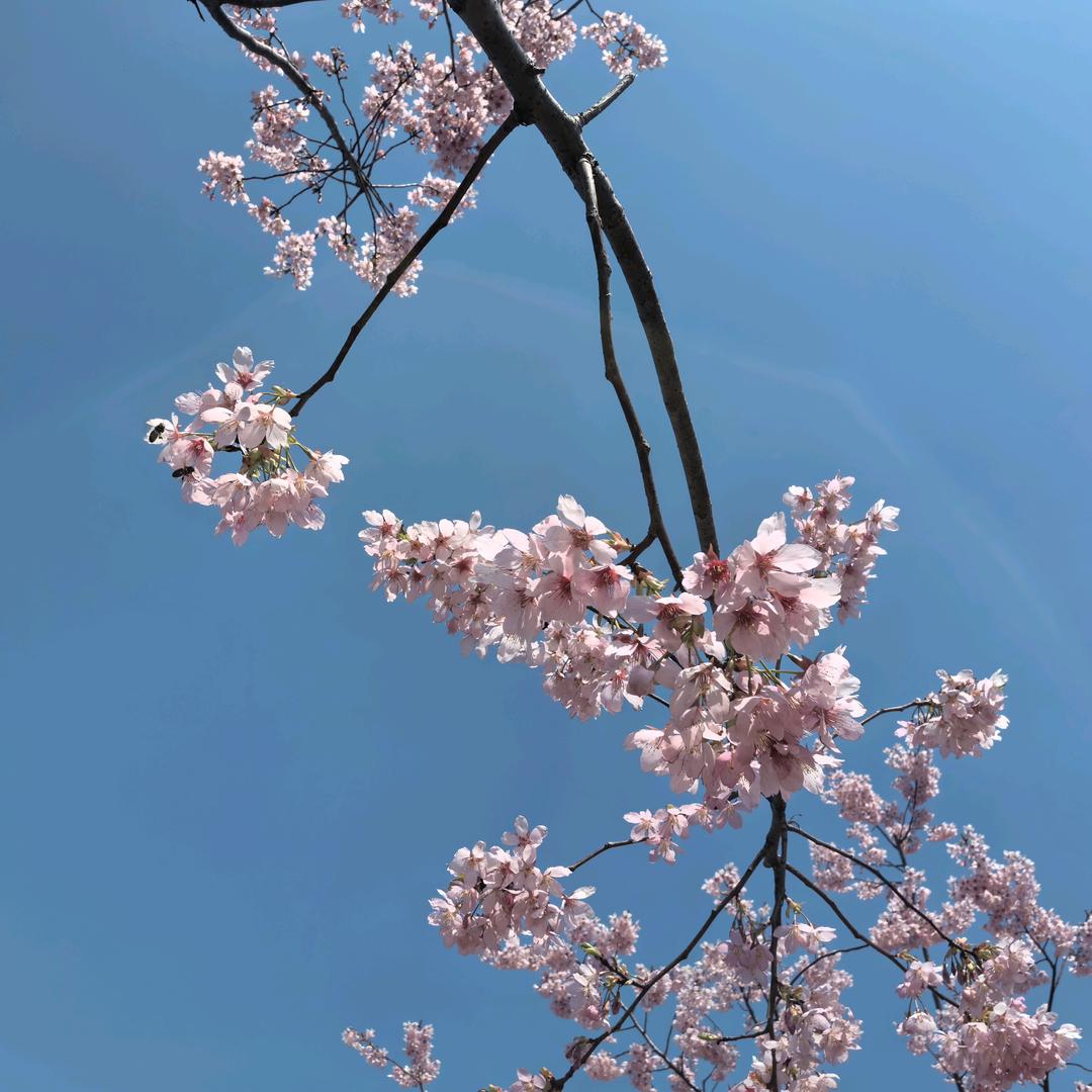 香兰静室