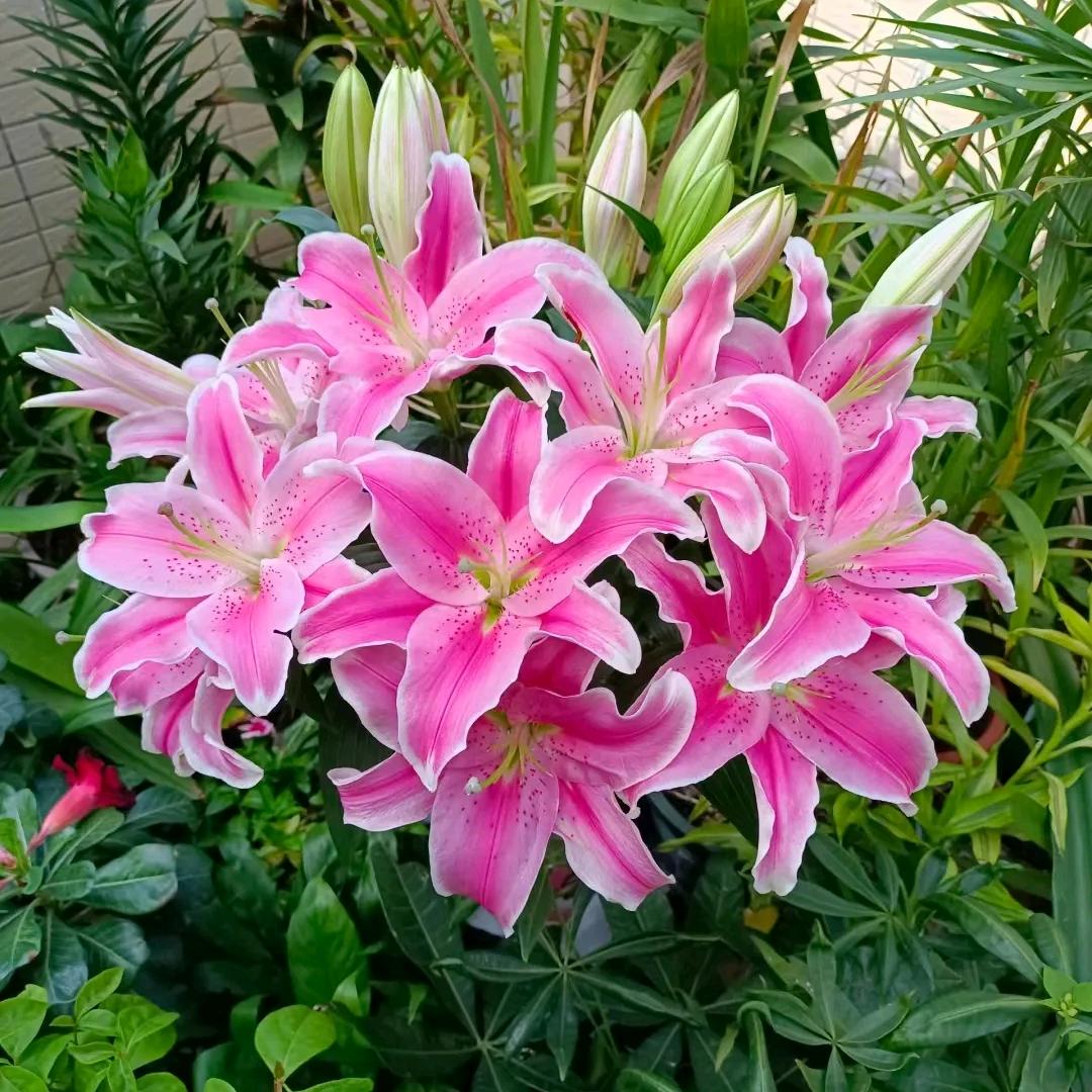 百合花开