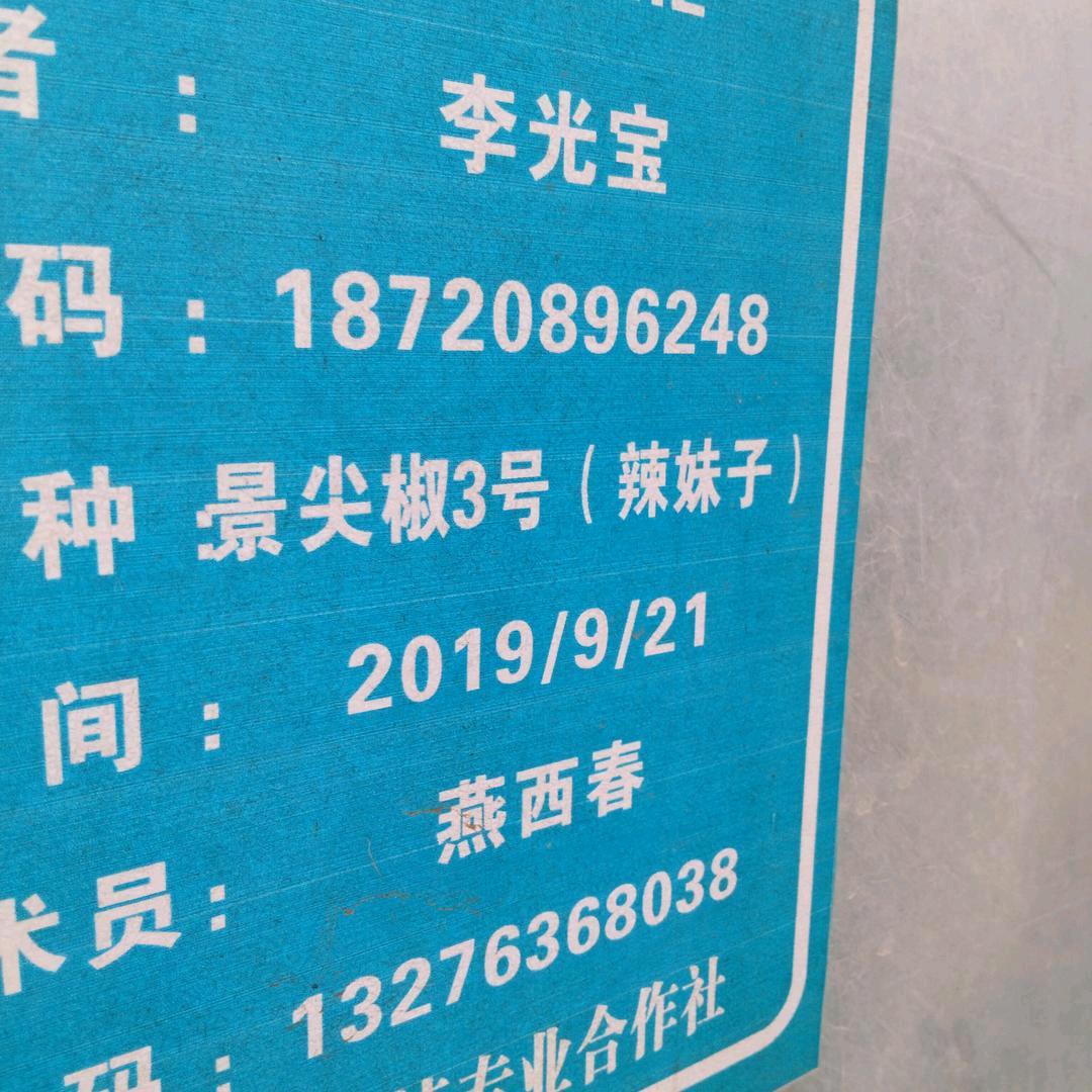 龙行九天