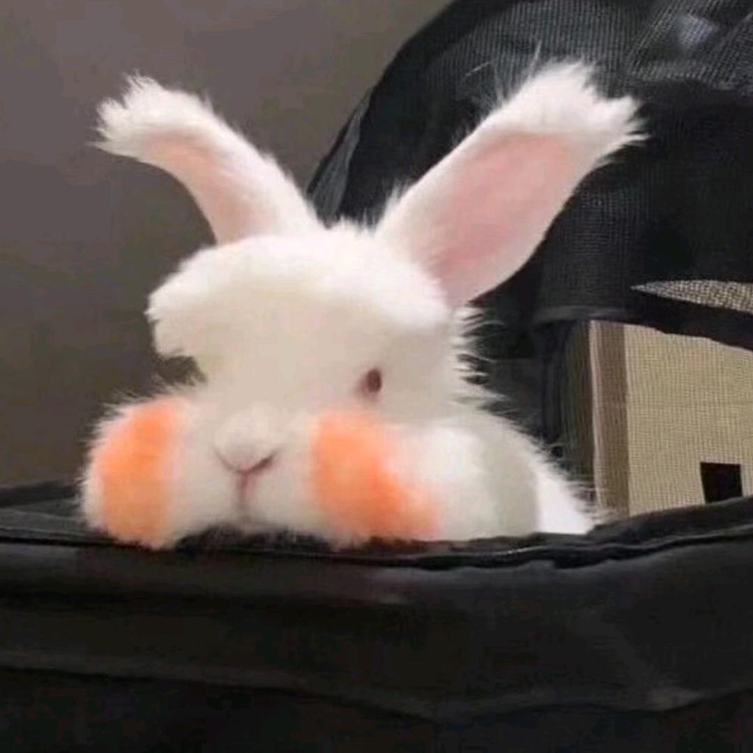 库洛米椰椰（见过🦈🐱🦕🐦🦉🐯