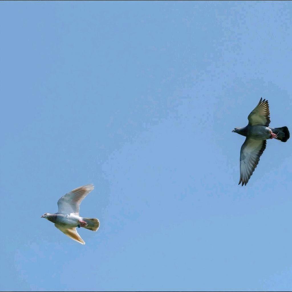 和田市沙漠赛鸽【专业号】