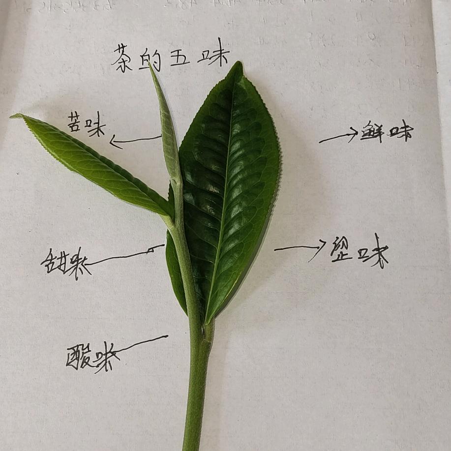 羊半山茶农