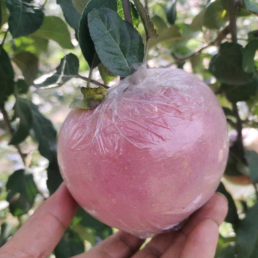 骑着老鼠🐀追猫🐈