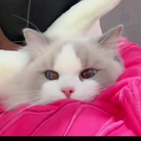 ꒰ঌ岑屿໒꒱✨