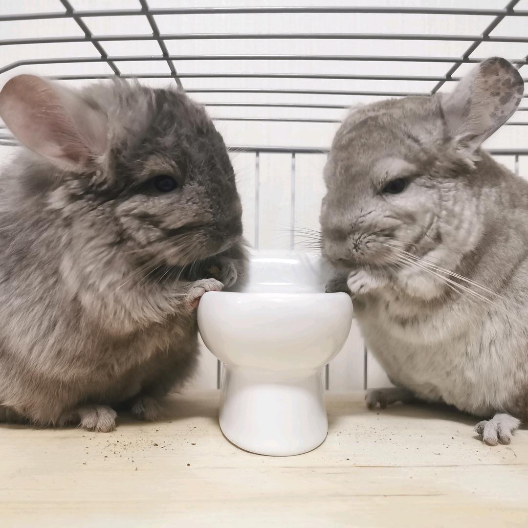 龙猫庆庆dd