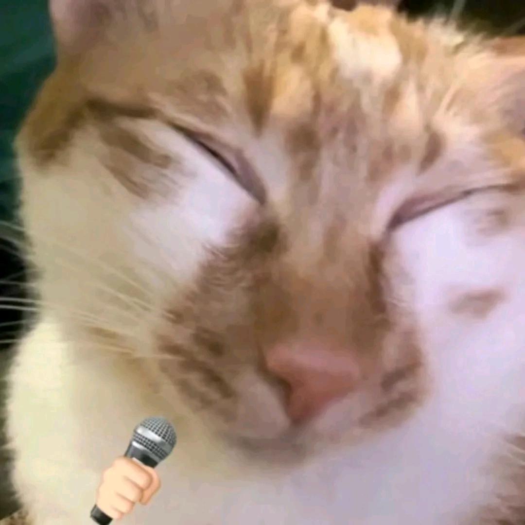 一只猫