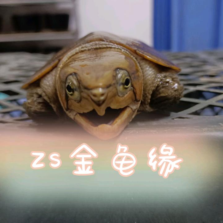 ZS金龟缘