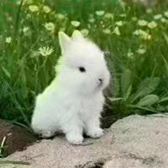 明月（75🐰🐰）