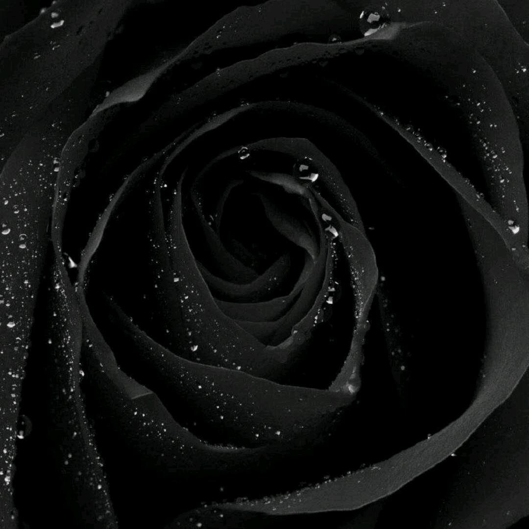 Black roses.