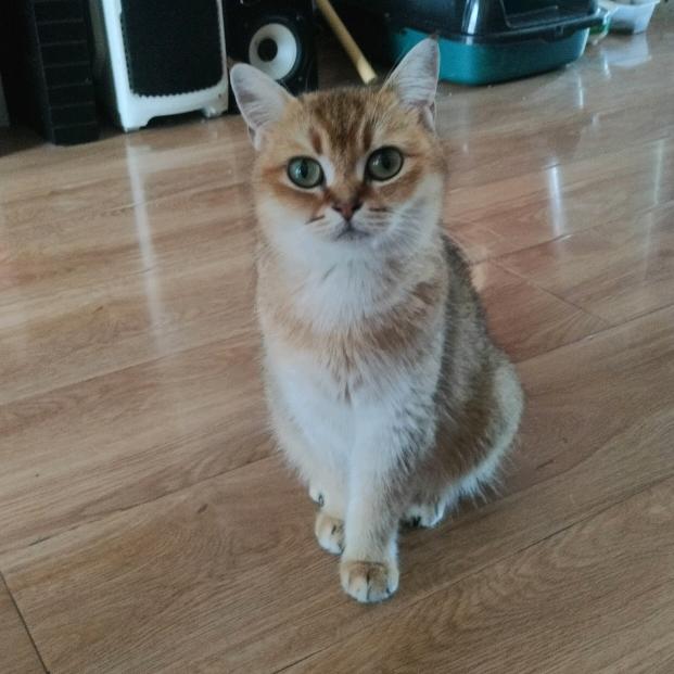 雄鹰飞翔