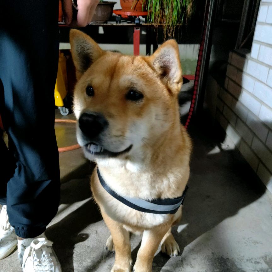 星途⭐