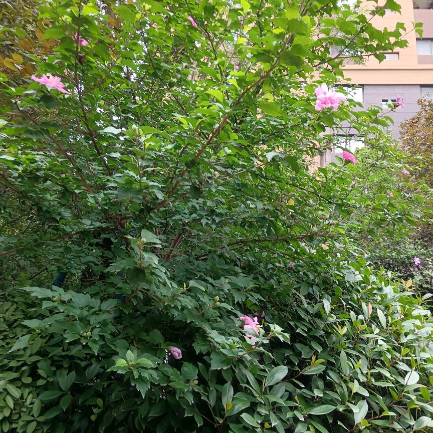 甜蜜的我