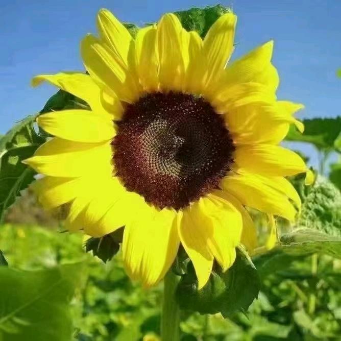 寒冬腊月小燕子