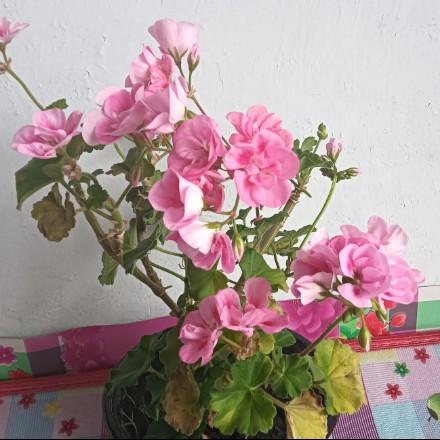 麻辣情感语录。