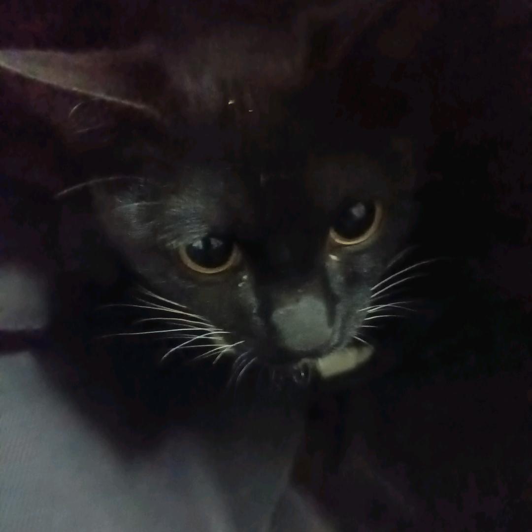 三脚猫老黑