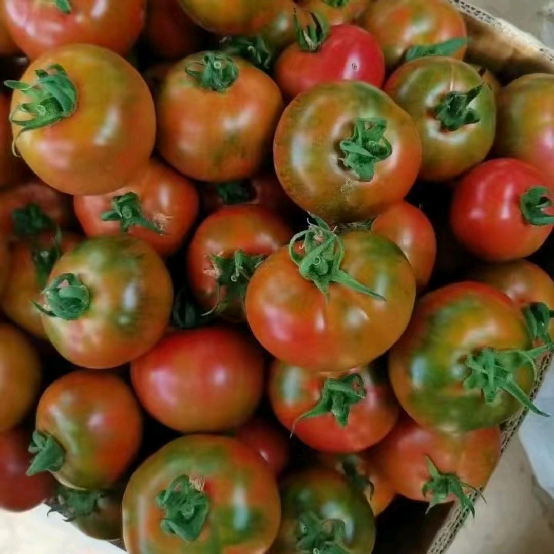 王益铭水果柿子