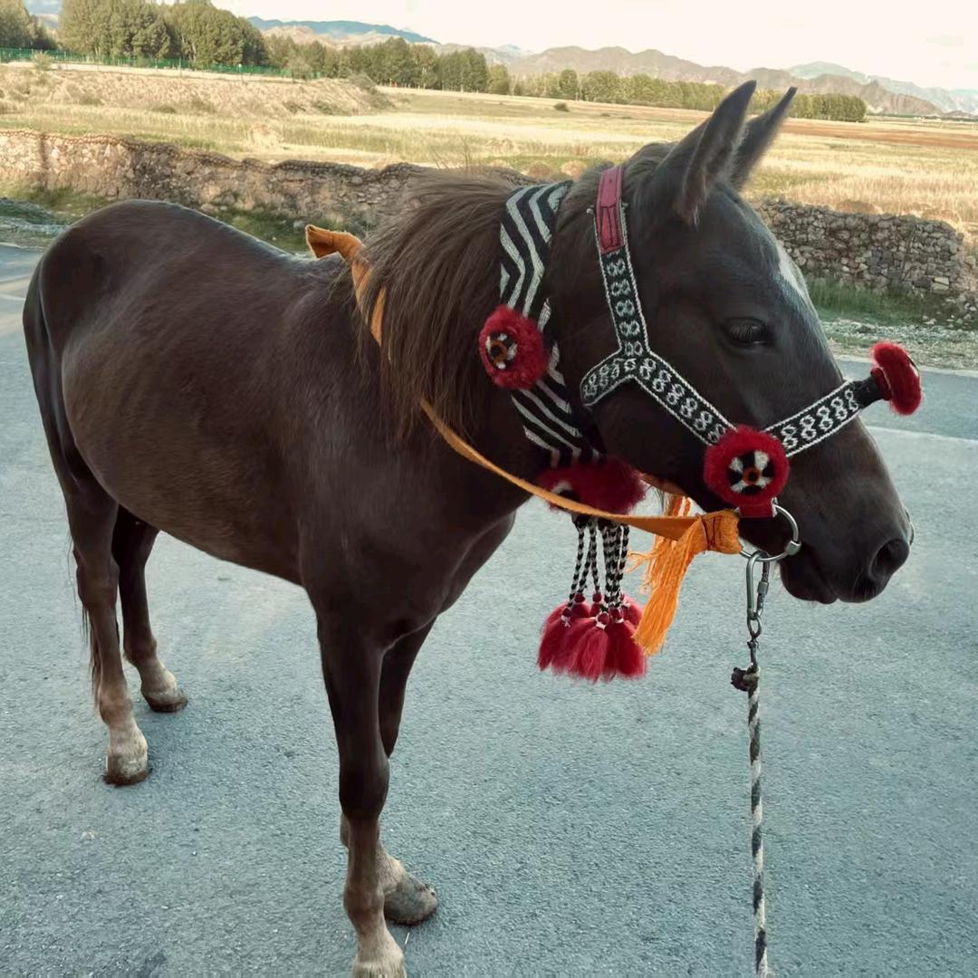 གྱི་ལིང་རྟ་མཆོག