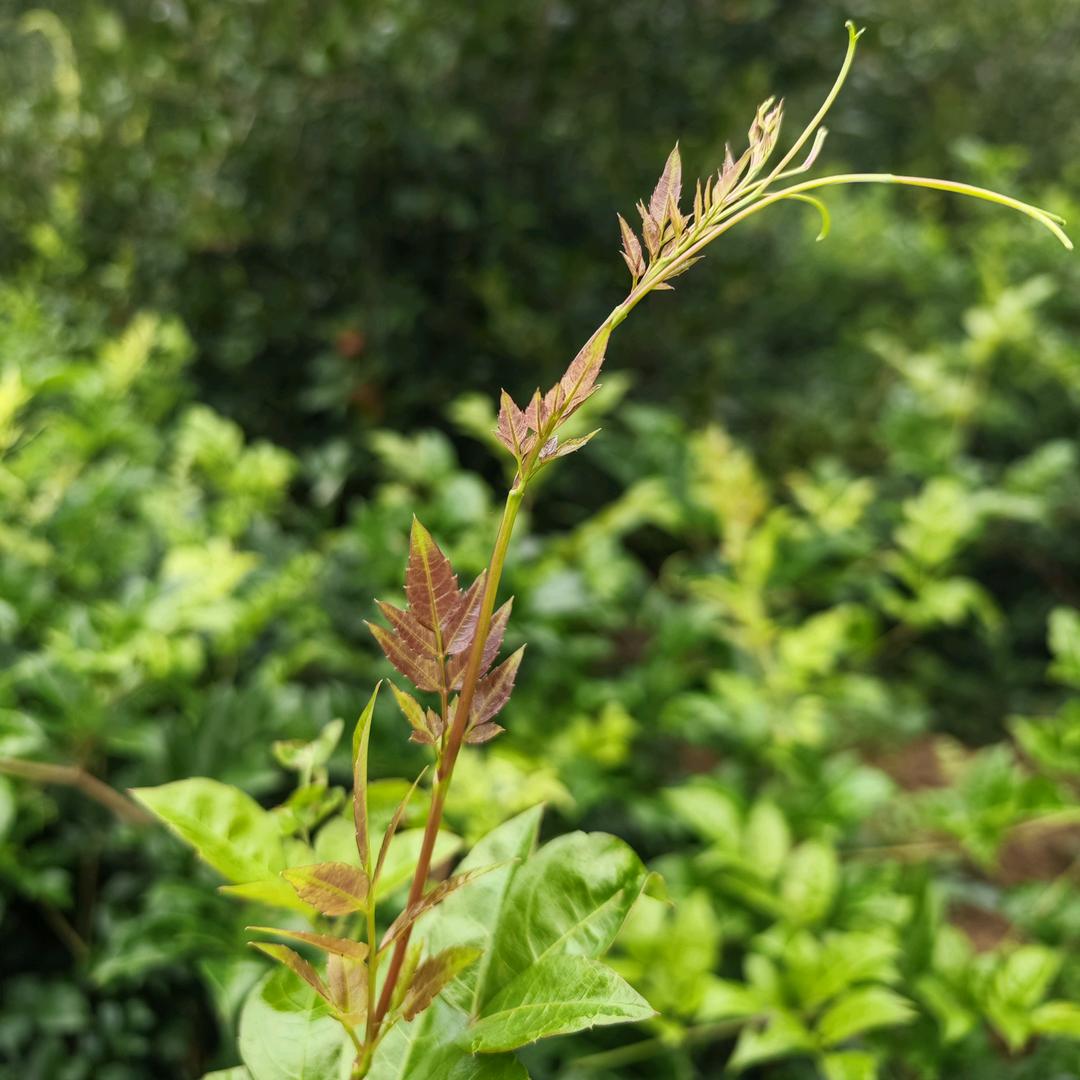 辰屹莓香漂四方