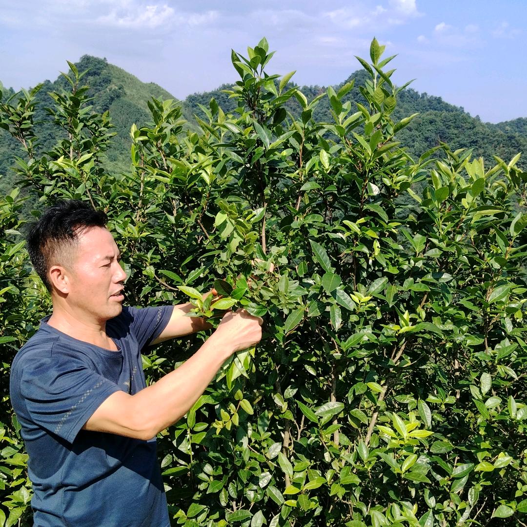 野茶王杨得初