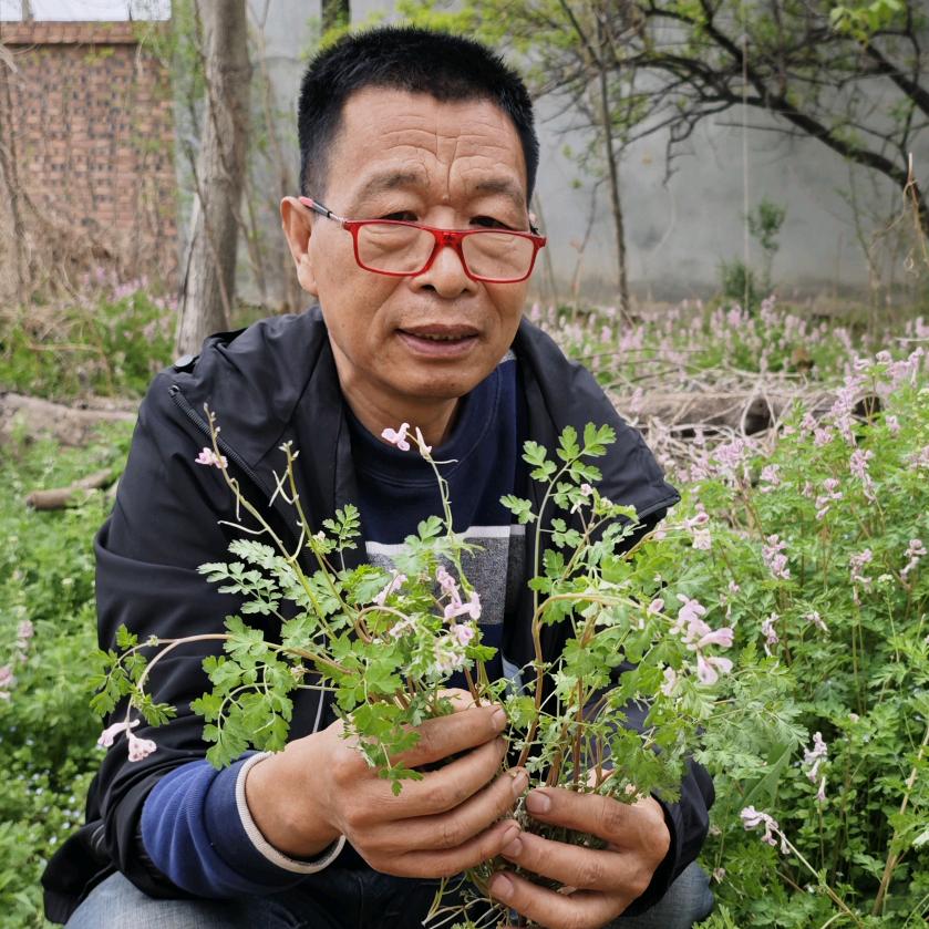老马带你识百草