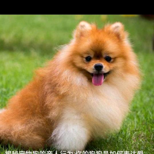驰骋宠业