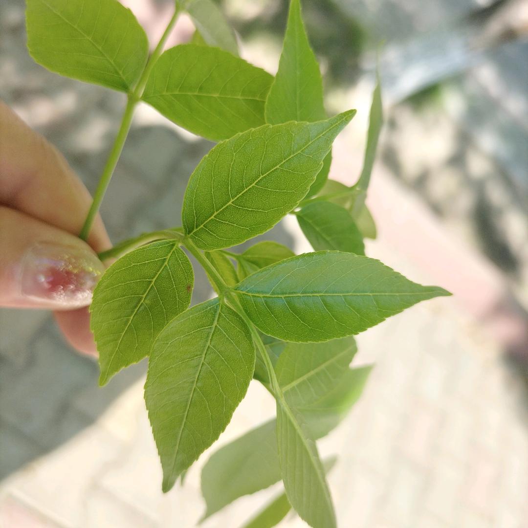 心净如水