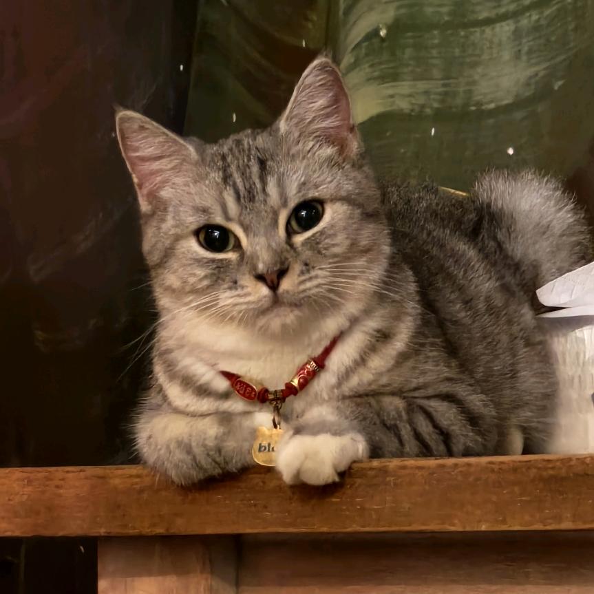 Cece