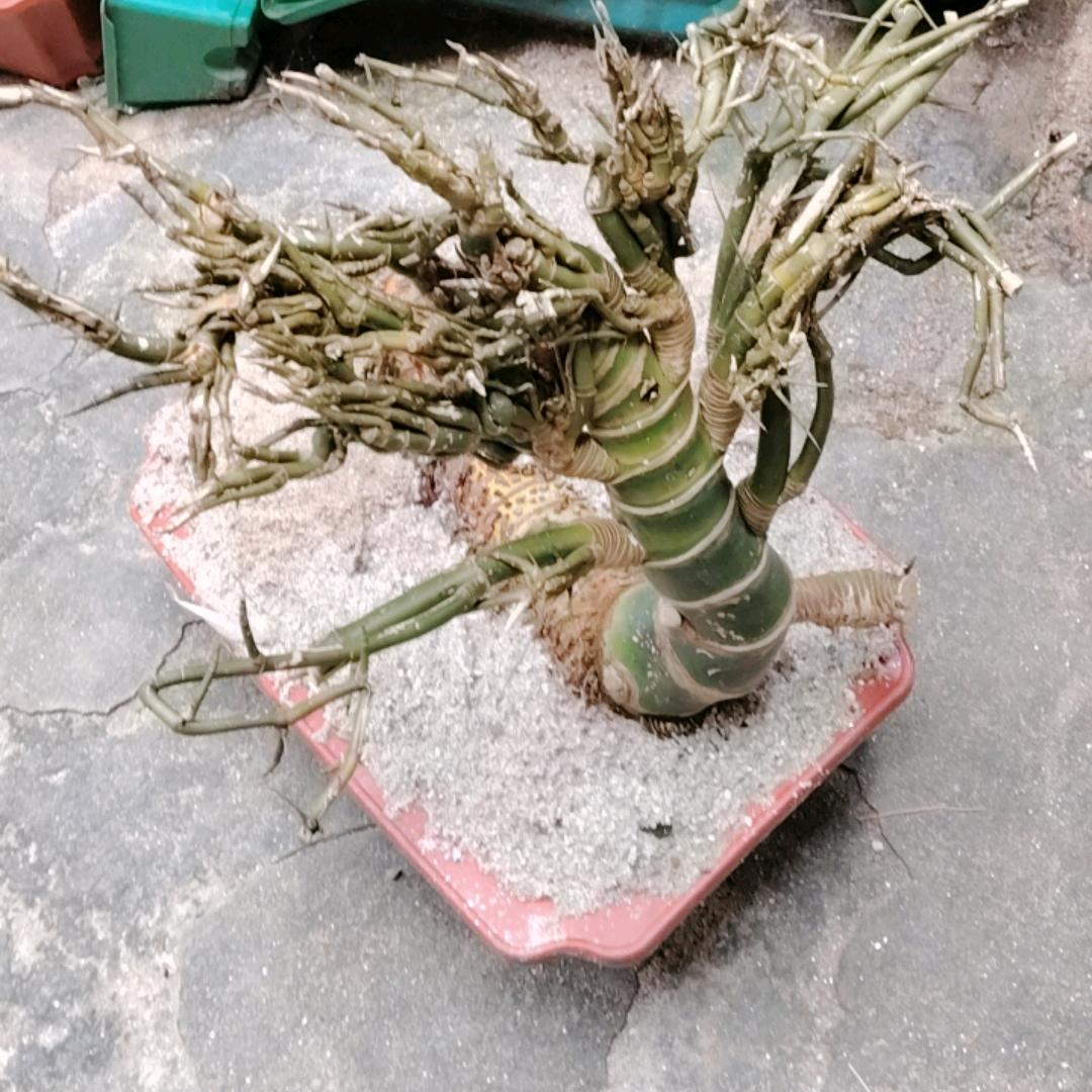 诗韵绿植盆景