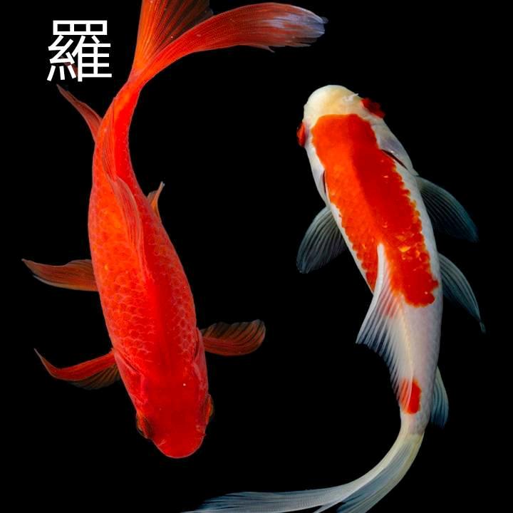 胜者