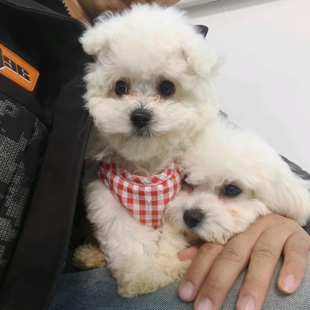 小小顺(熊熊队长)