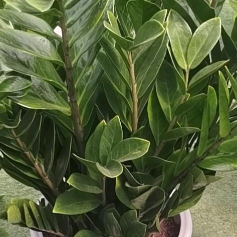 半盏茶香