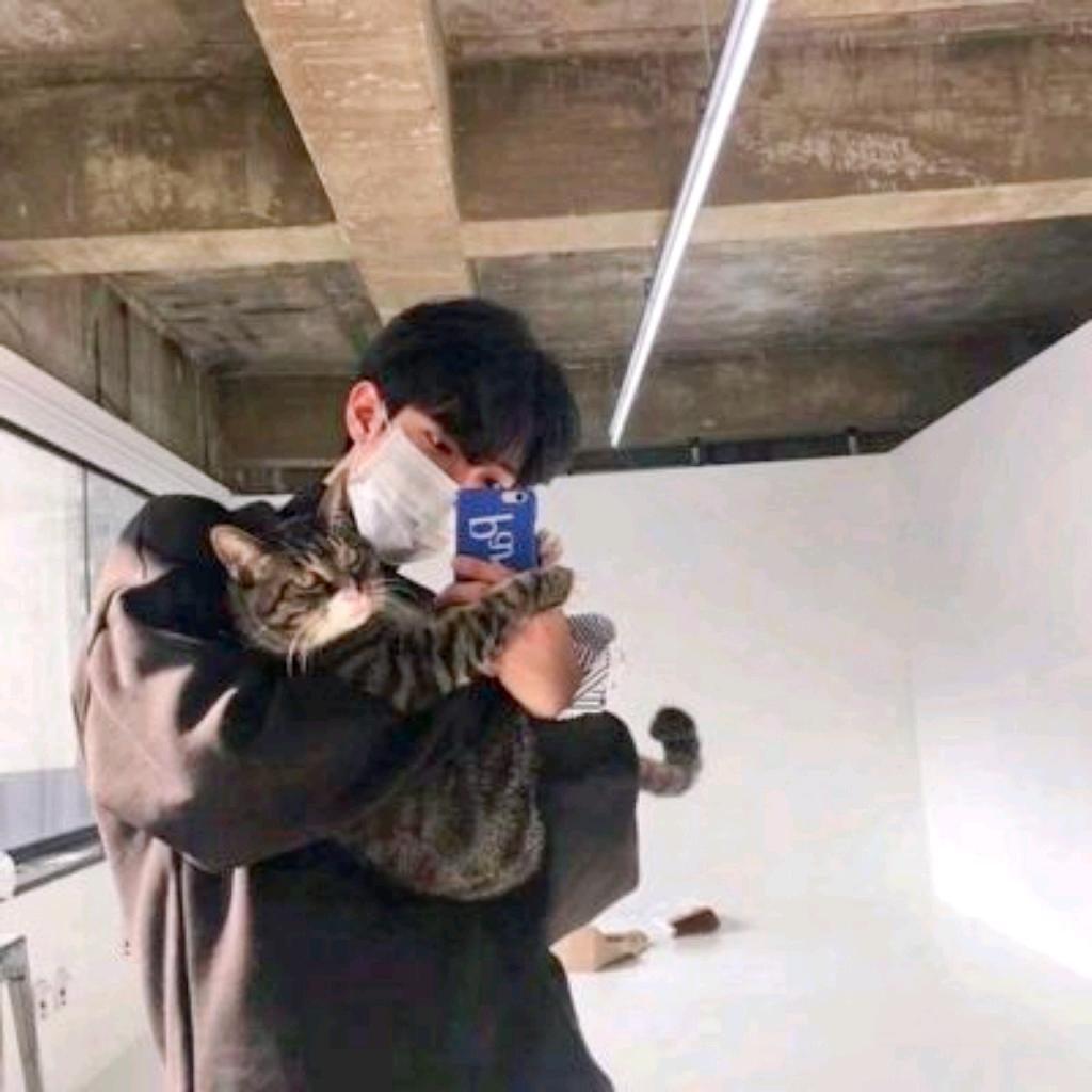 灰猫