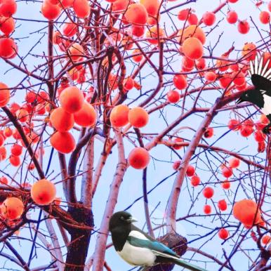 撑起一片天的小女人