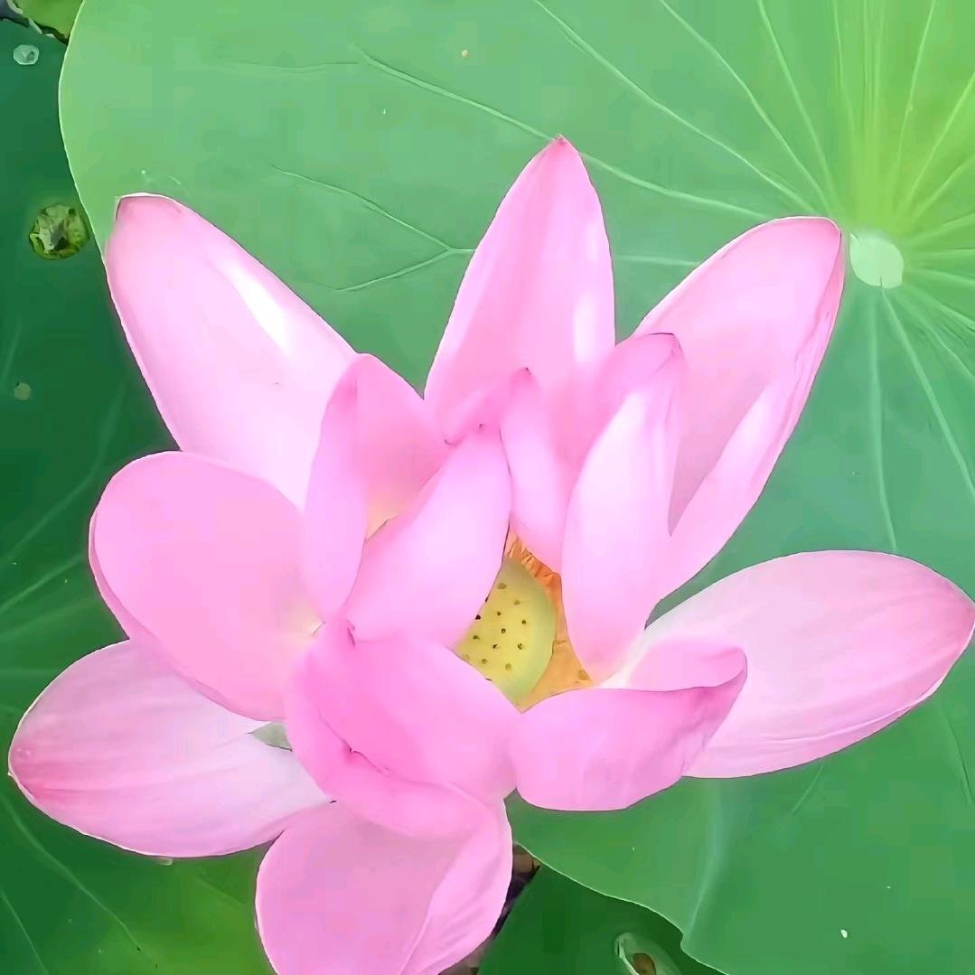 平安幸福一家人头像