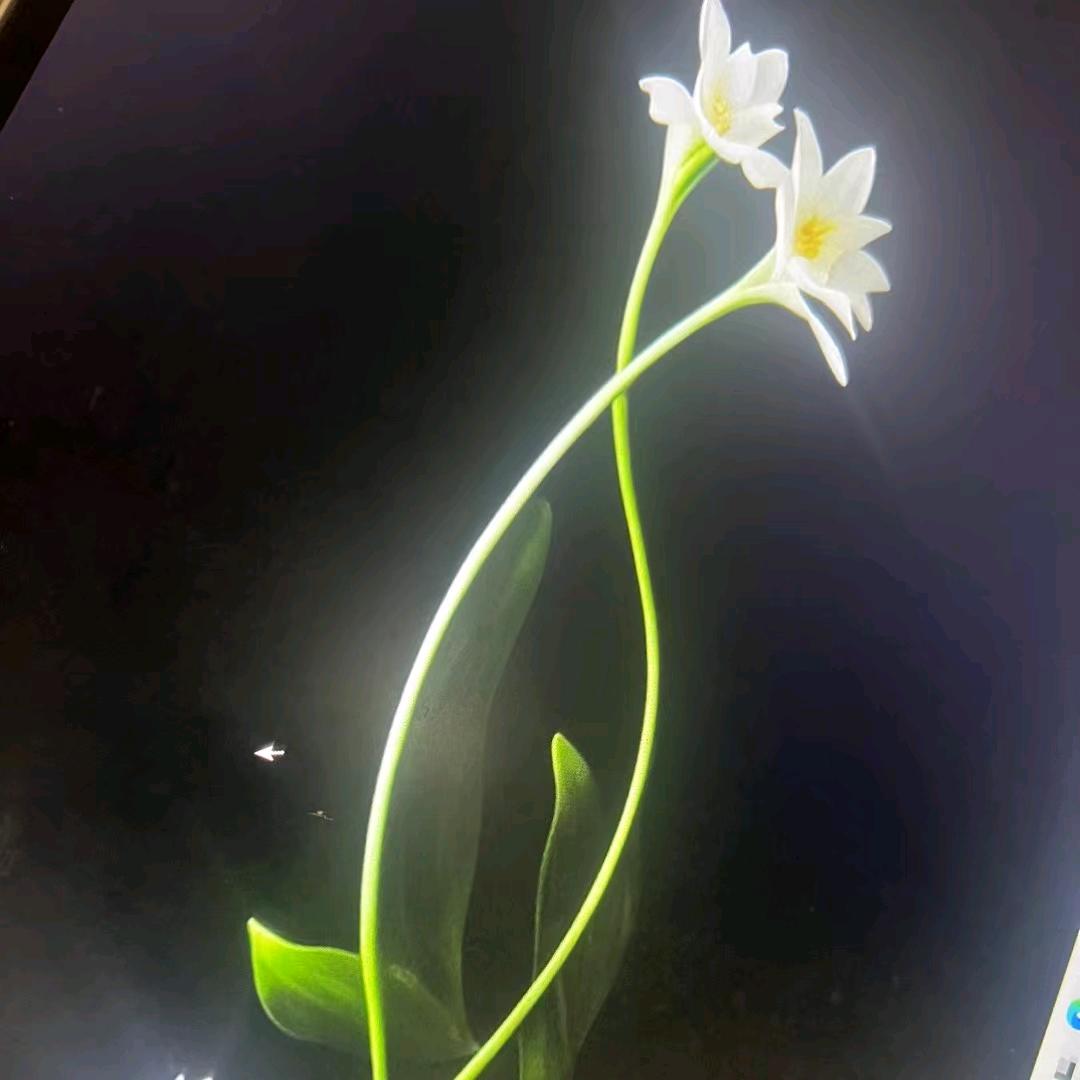 25254249336