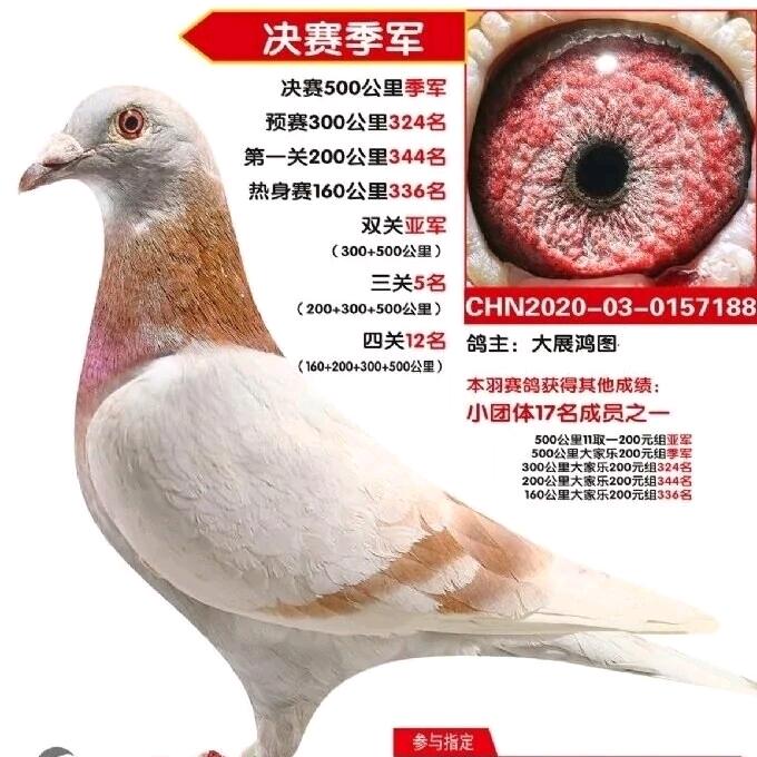 大展鸿图+张海明