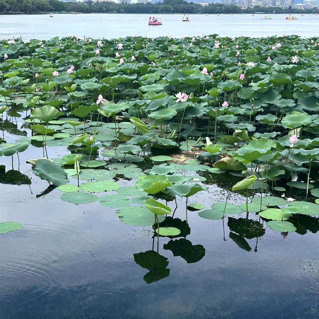 清夏有诗