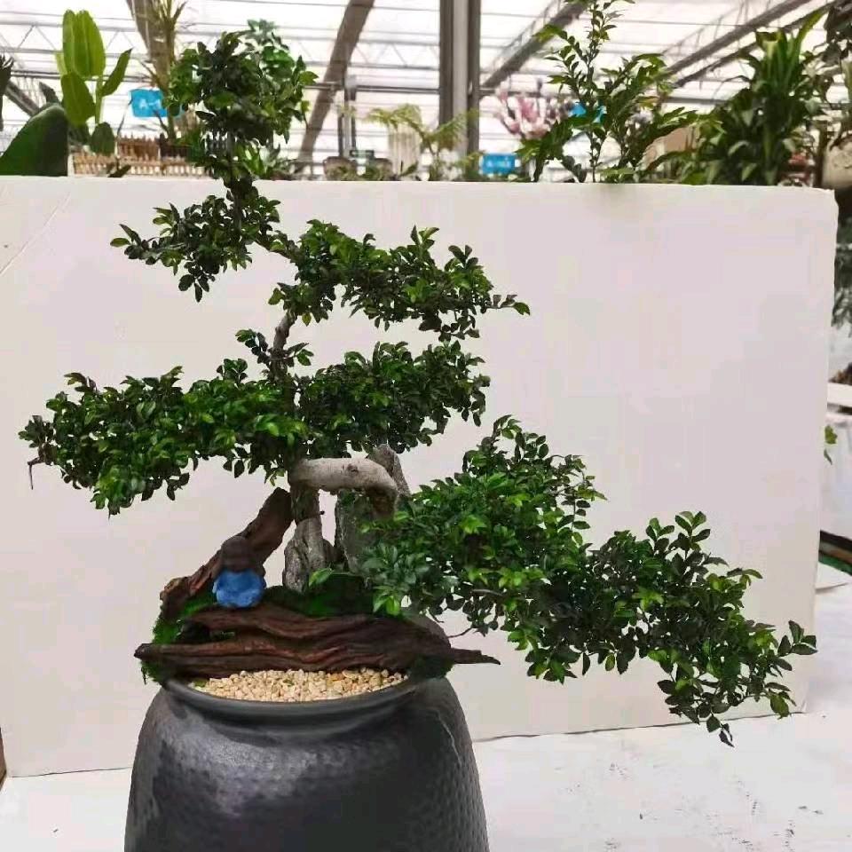 能哥