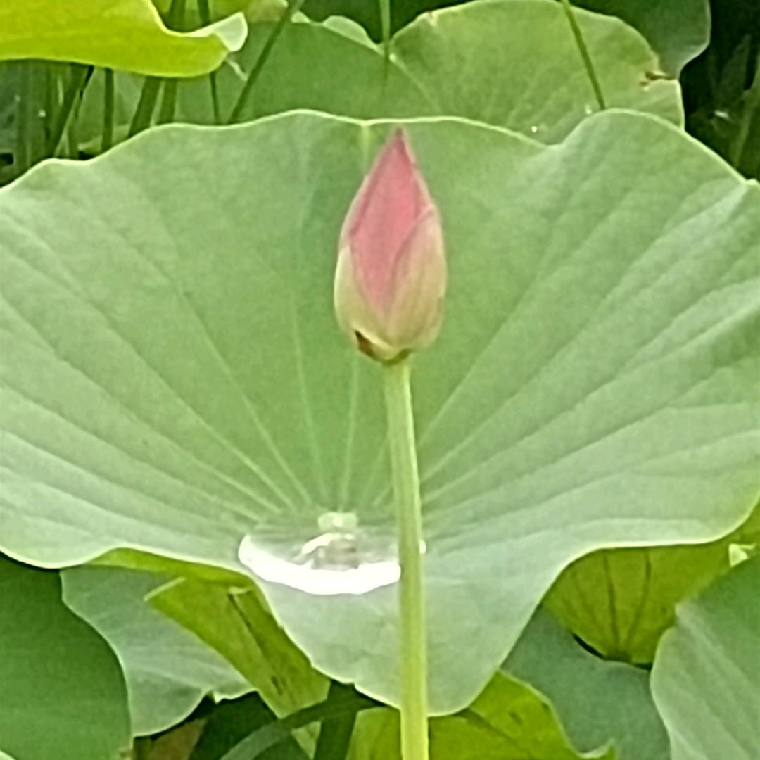 且听且忘且随风，且行且看且从容！