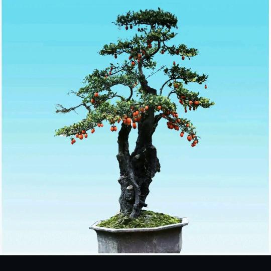 黄天棒