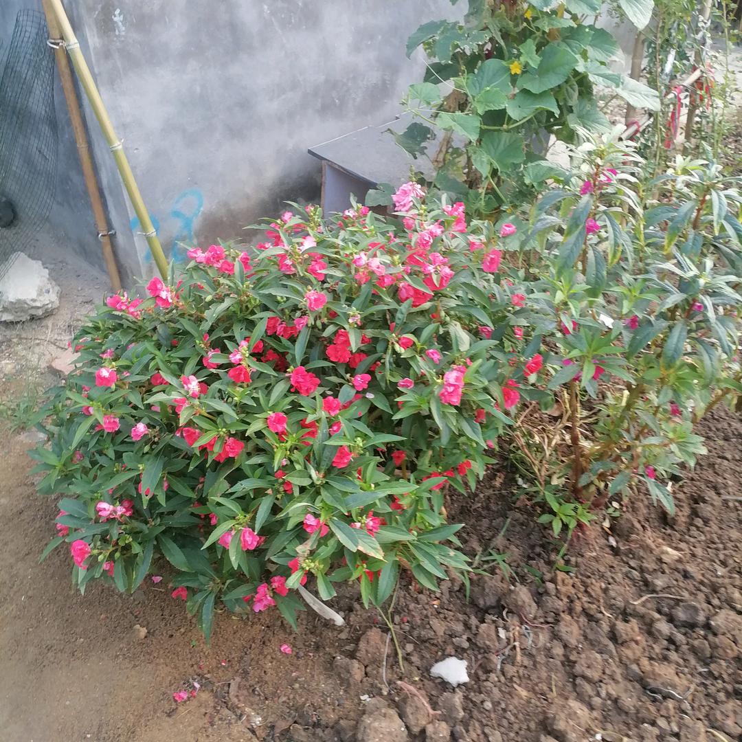 养花哥😃🌷🌷🌷🌺🌺