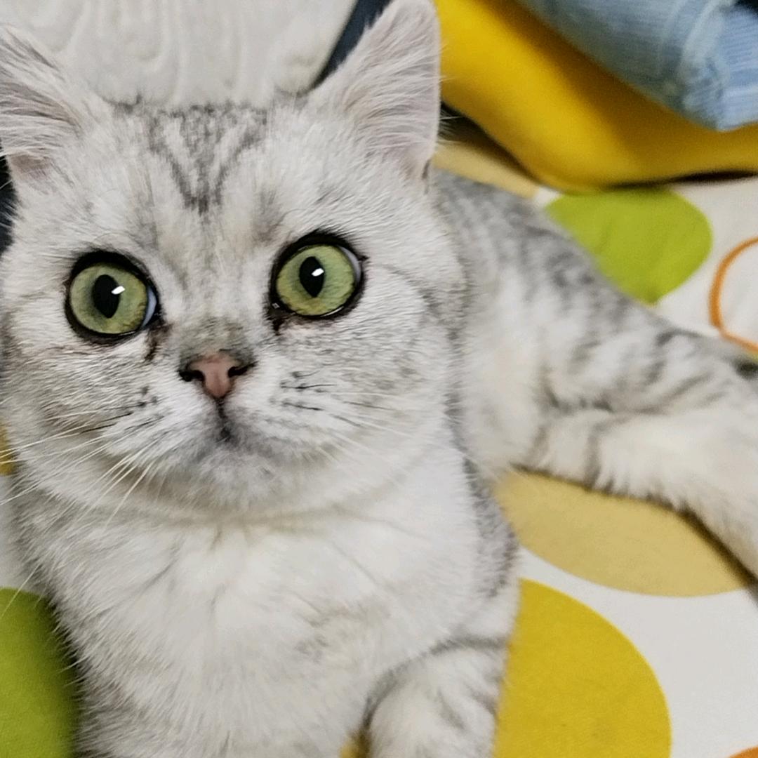 苹果🍎是只猫🐱