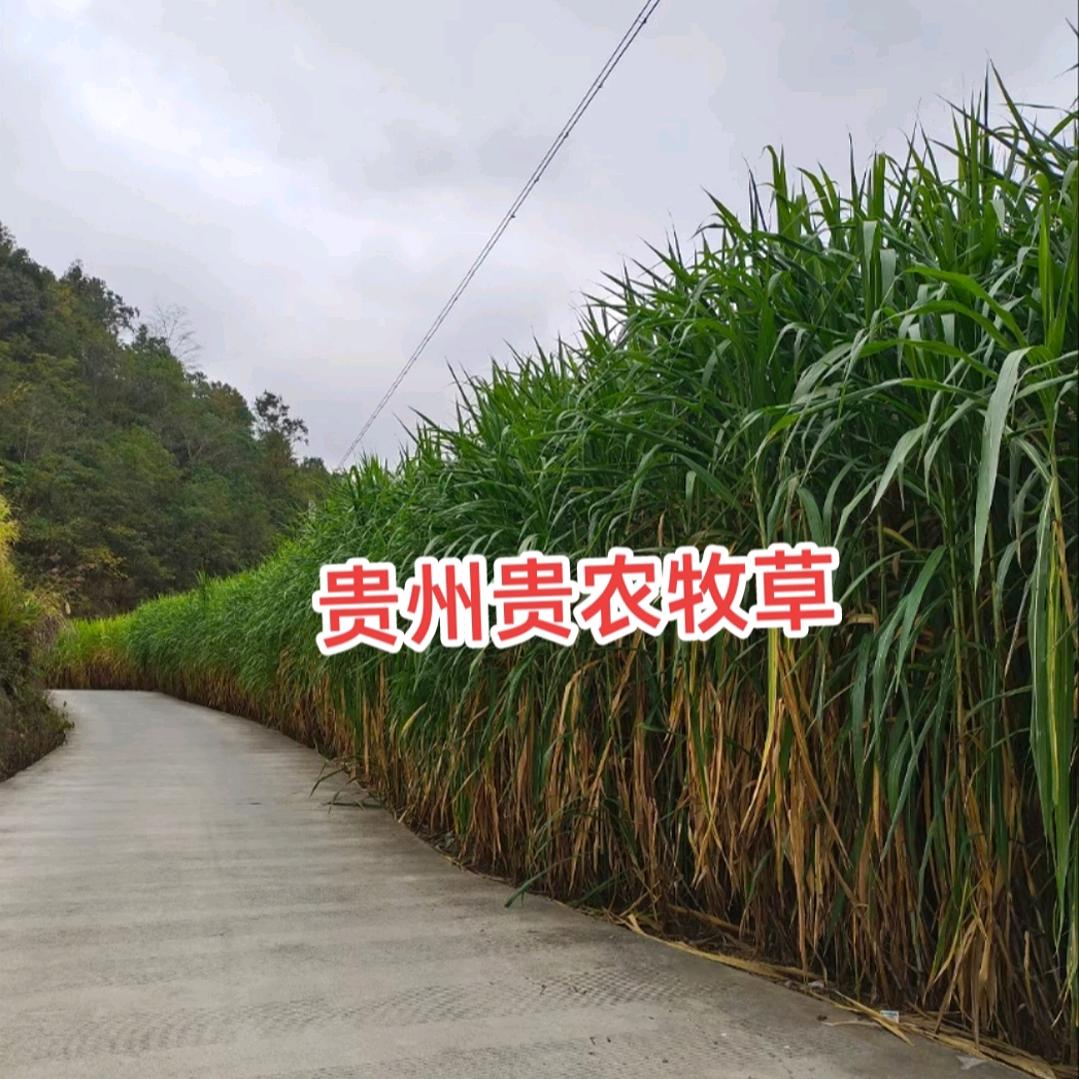 💞ℳঞᩚ贵州贵农牧草꧔ꦿ᭄💞：༊ღ᭄