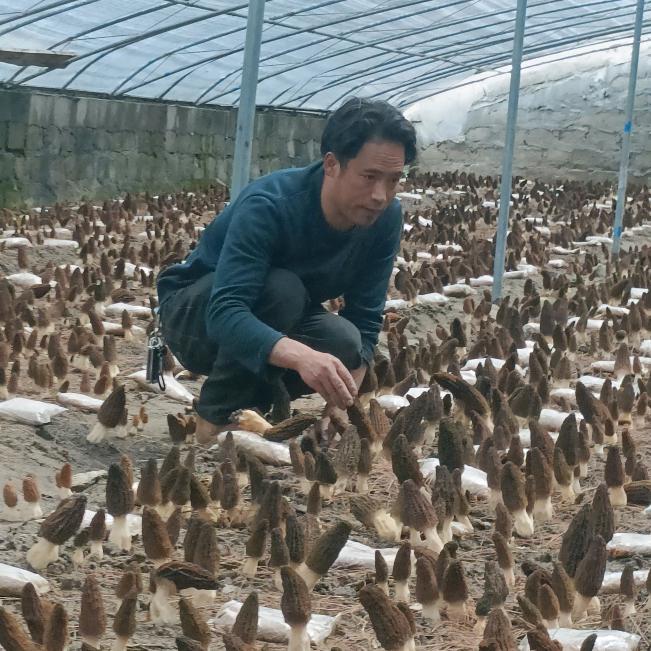 察隅益布羊肚菌