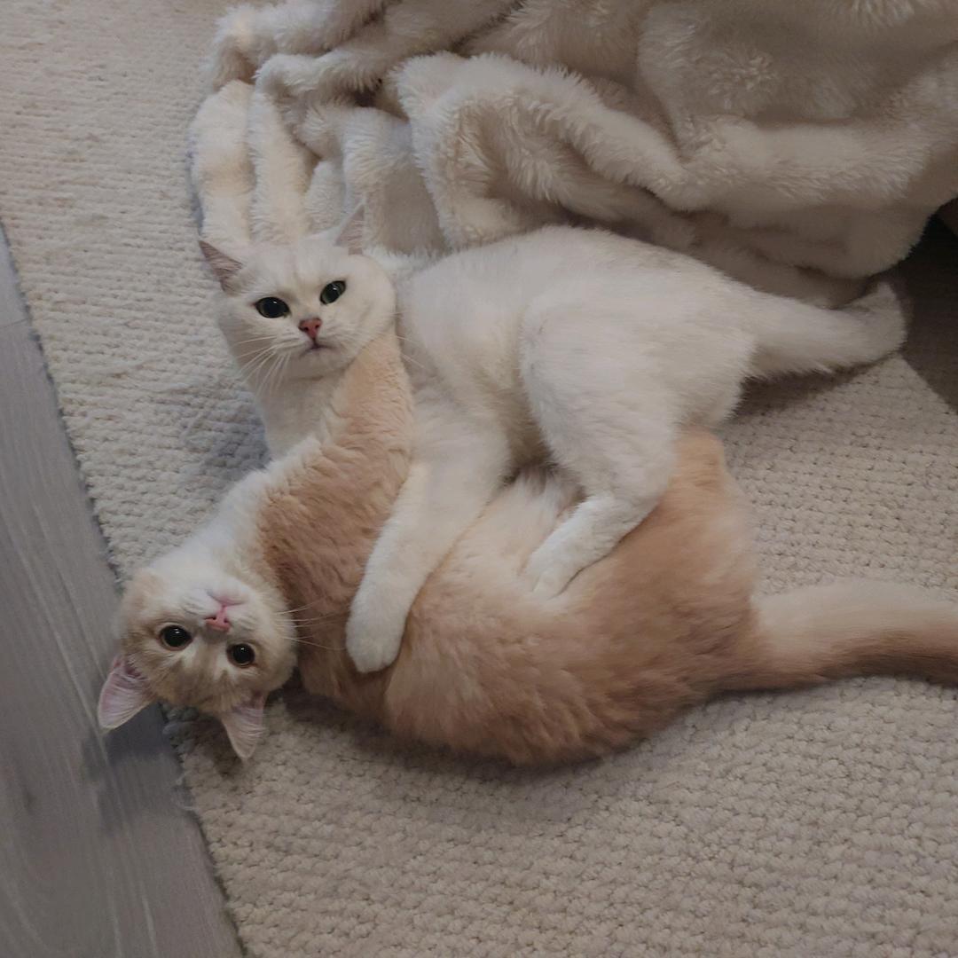 小鱼干和小饼干