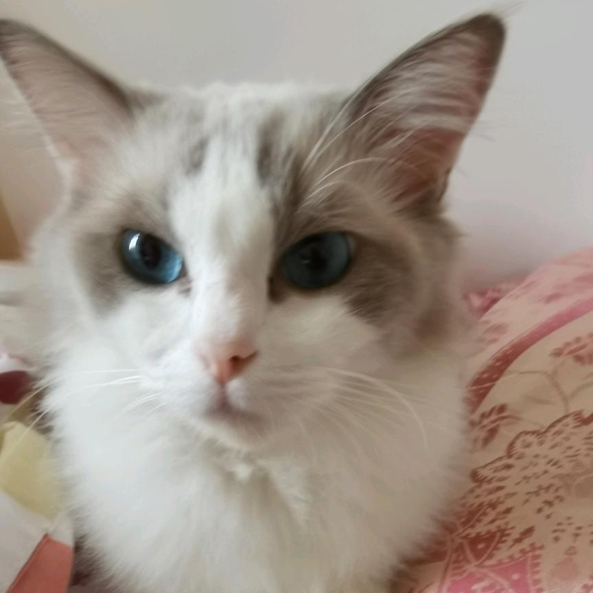 猫主子