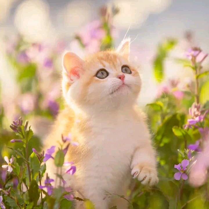 ꧔ꦿ᭄铁楚磨成针᭄࿐